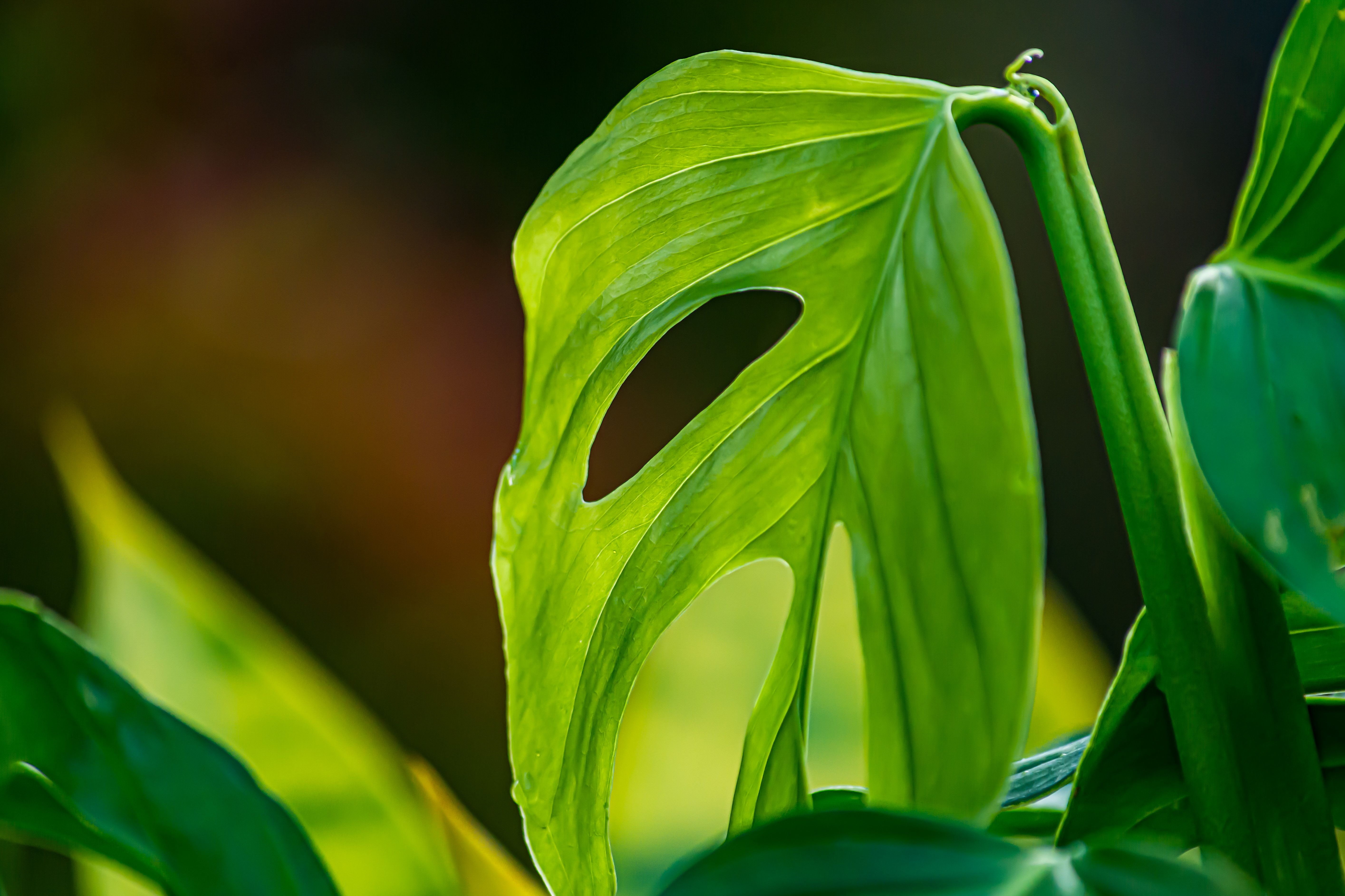 Vibrant green monstera leaf with light filtering through, showing unique fenestrations.. pexels, vibrant, green