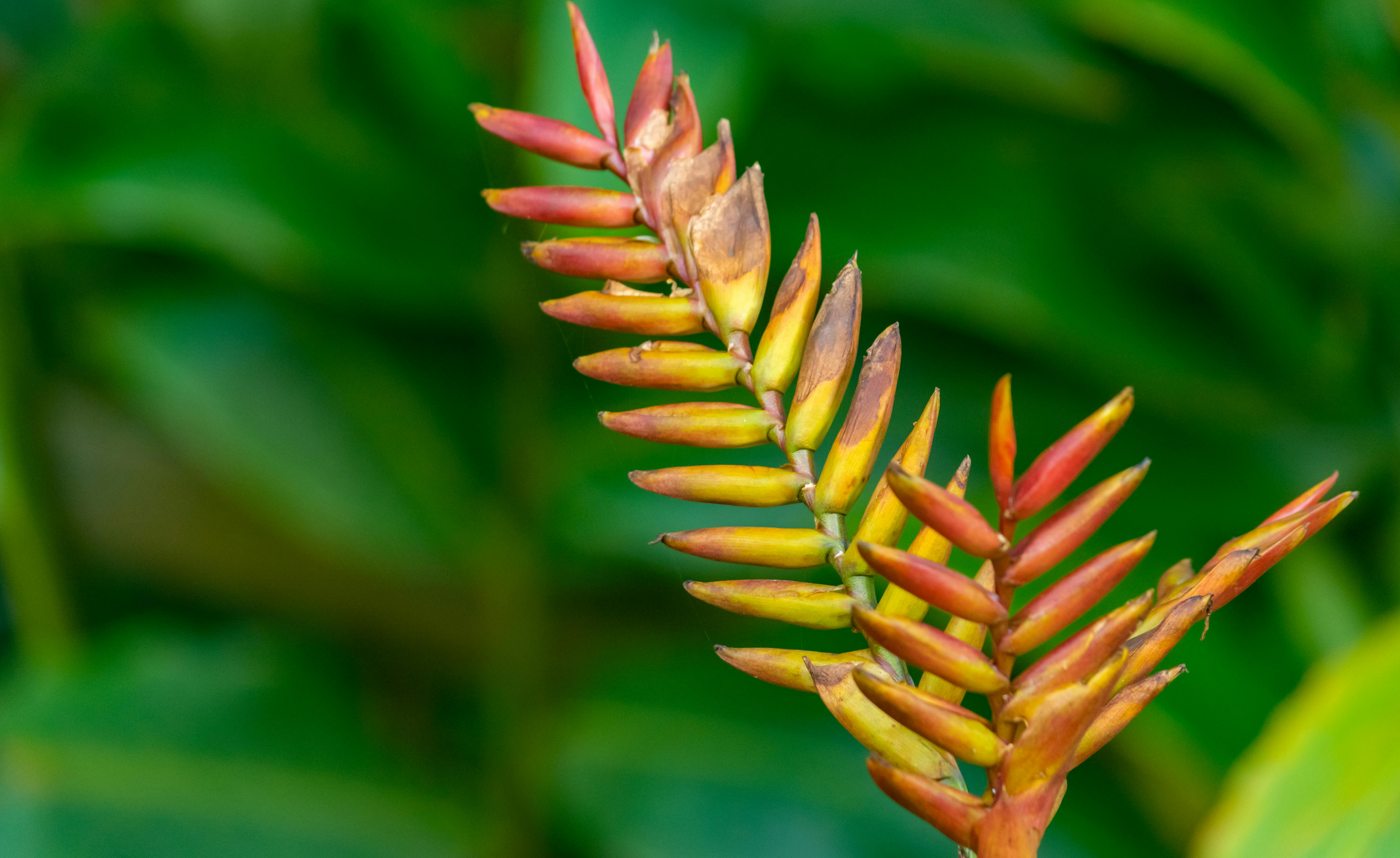 Bromeliad Plant With Vibrant Red Or Orange Blooms In A Bright Indoor Setting