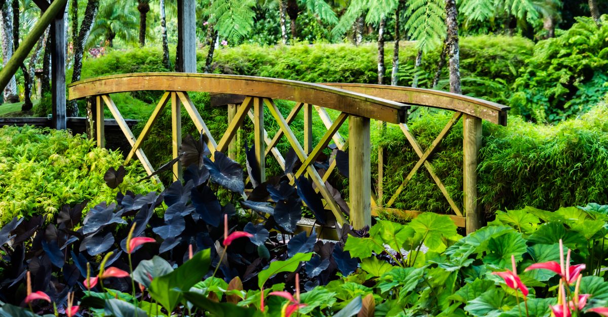 Comment choisir les meilleures plantes pour votre jardin