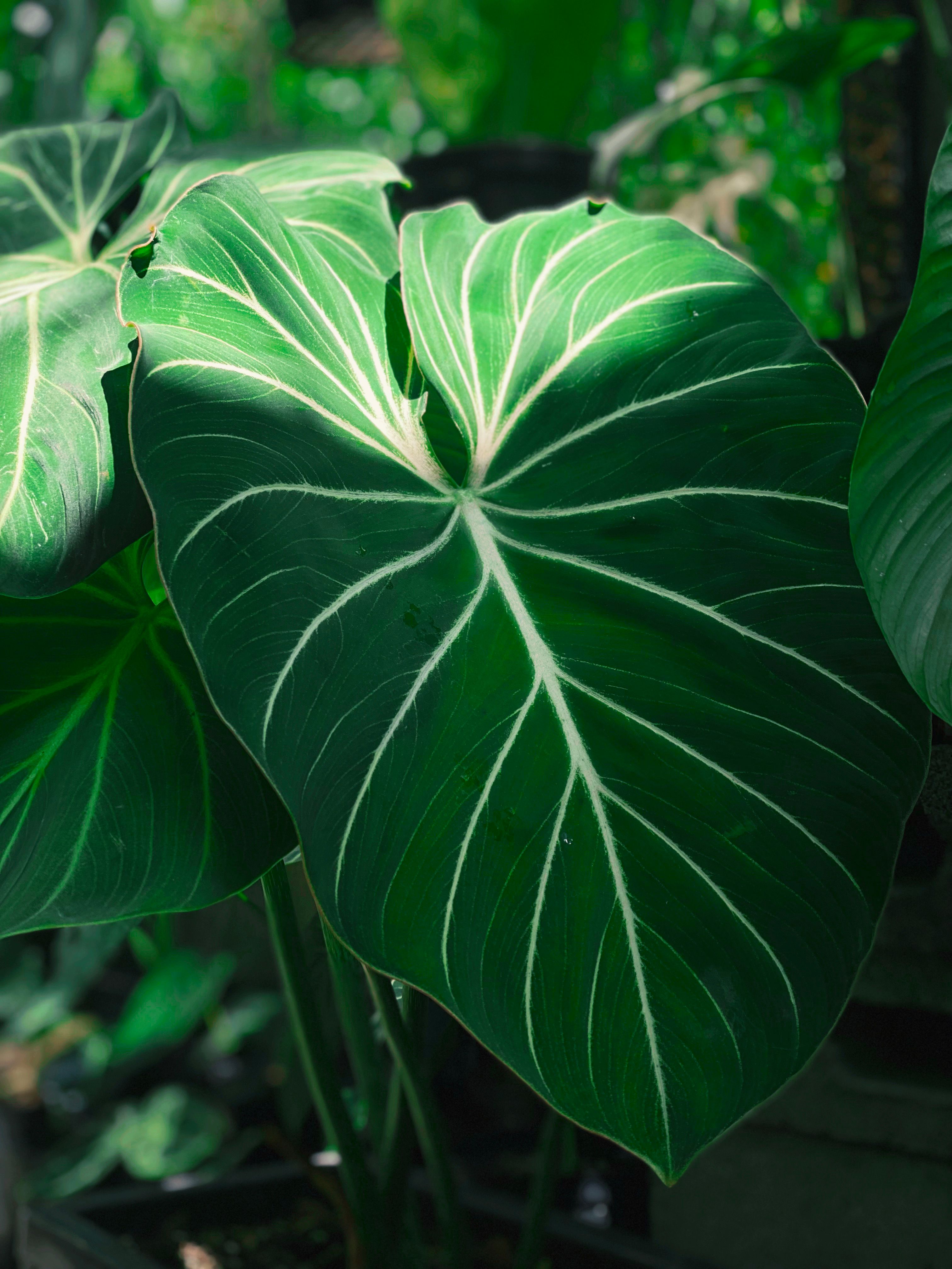 Philodendron Gloriosum Photos, Download The BEST Free Philodendron Gloriosum  Stock Photos & HD Images