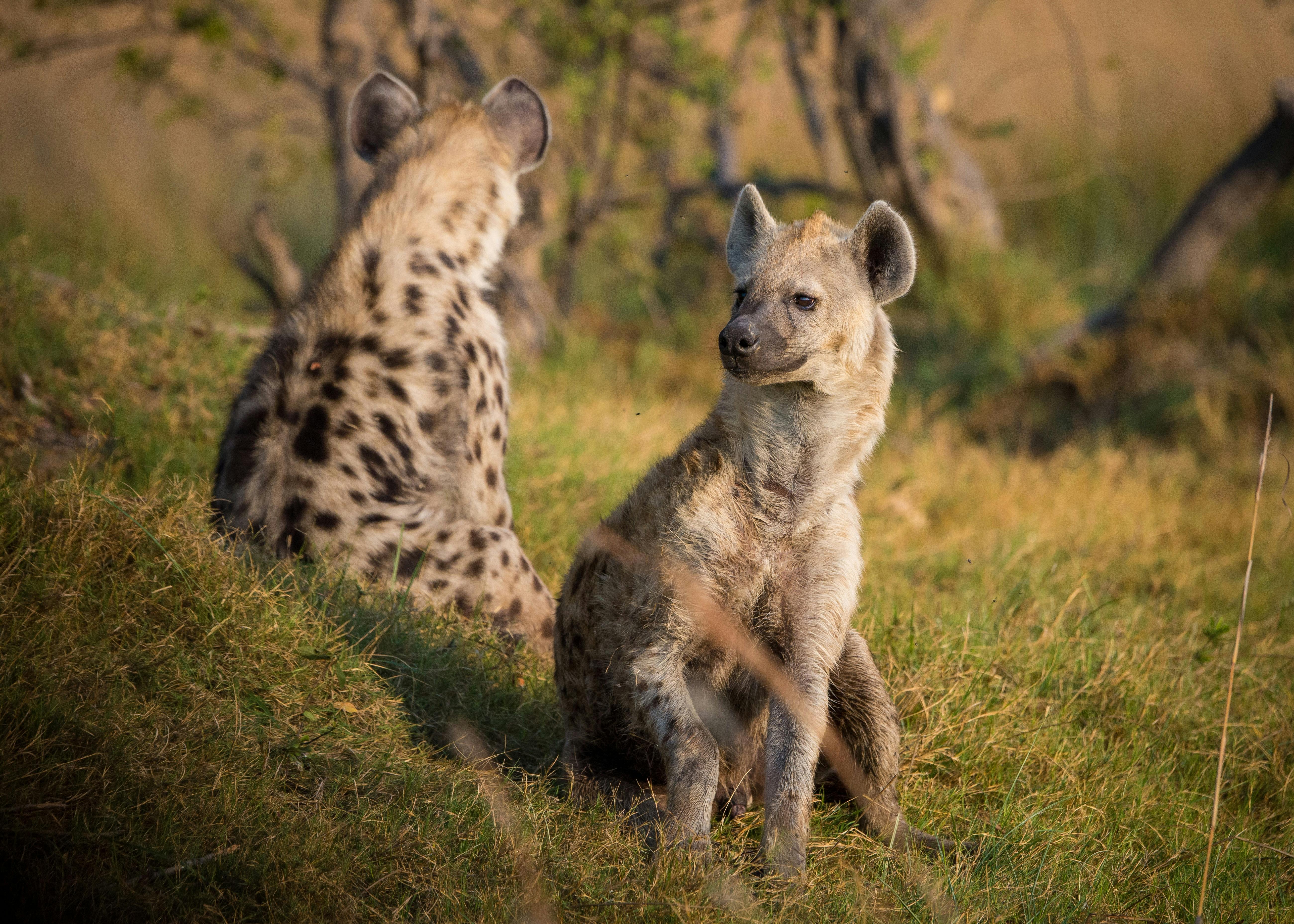 Hyena Images  Browse 33418 Stock Photos Vectors and Video  Adobe Stock