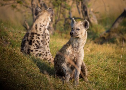 2 Hyenas on Grass Land during Daytime