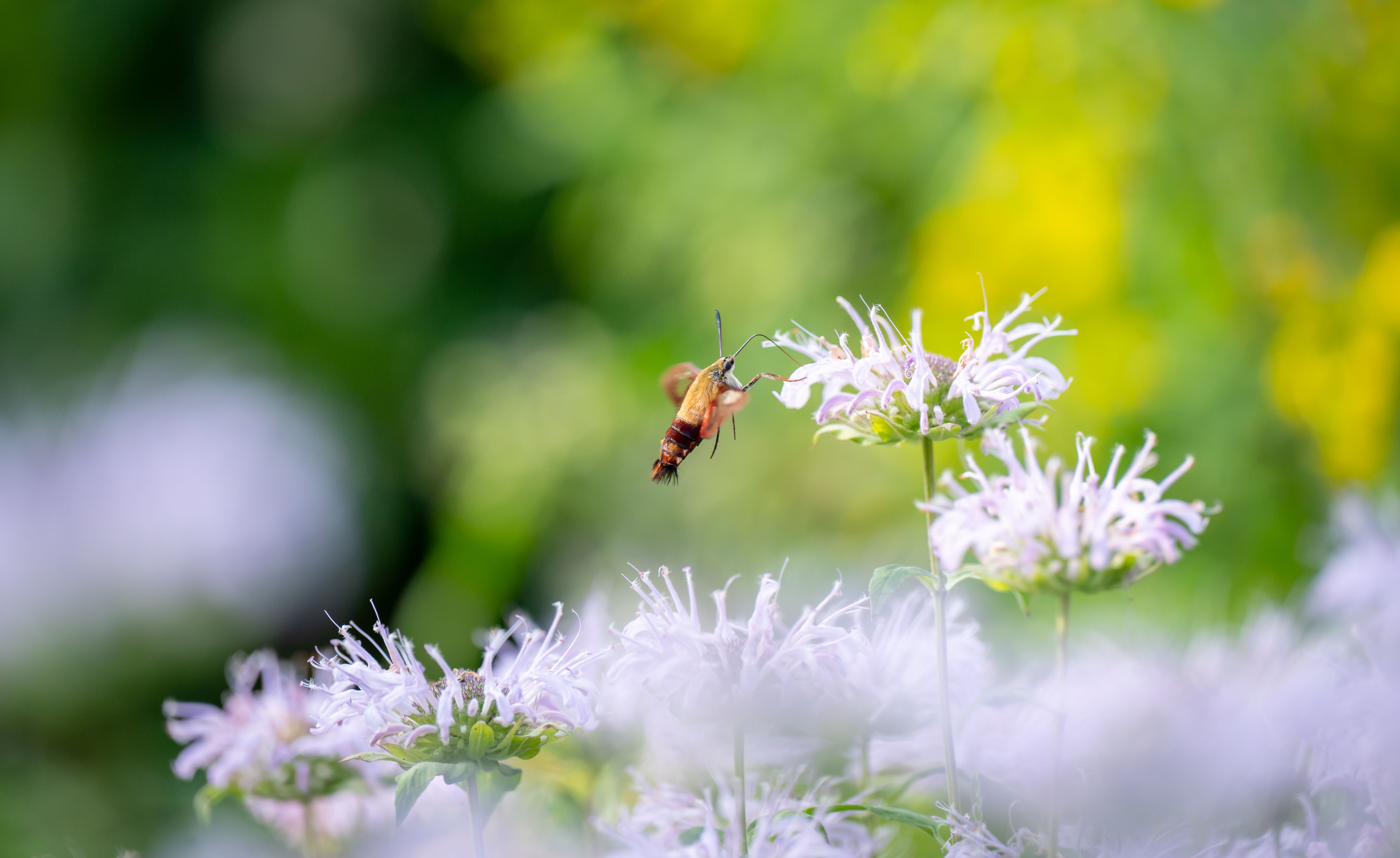 Native wildflower meadow supporting pollinators
