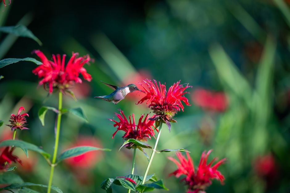 Monarde