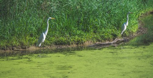 Free Two great egrets stand gracefully by a lush, green riverbank under bright daylight. Stock Photo