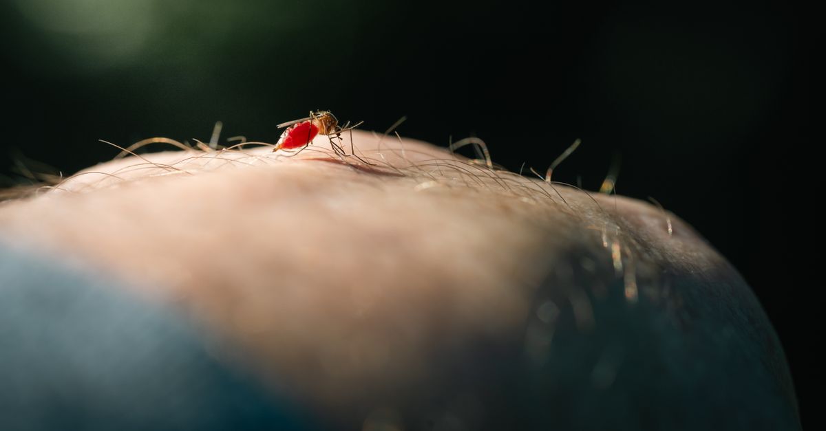 Belém's Battle: Reducing Dengue Through Community Efforts