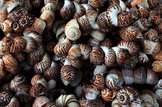 Detailed image showcasing a collection of patterned seashells highlighting their unique textures and colors.