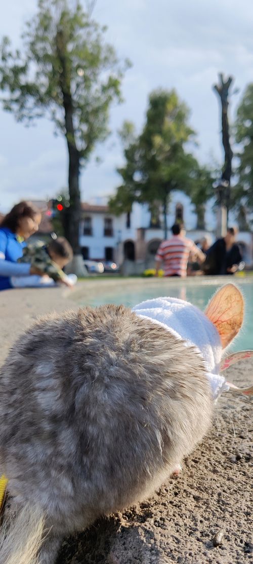 Free Chinchilla en Pátzcuaro Stock Photo