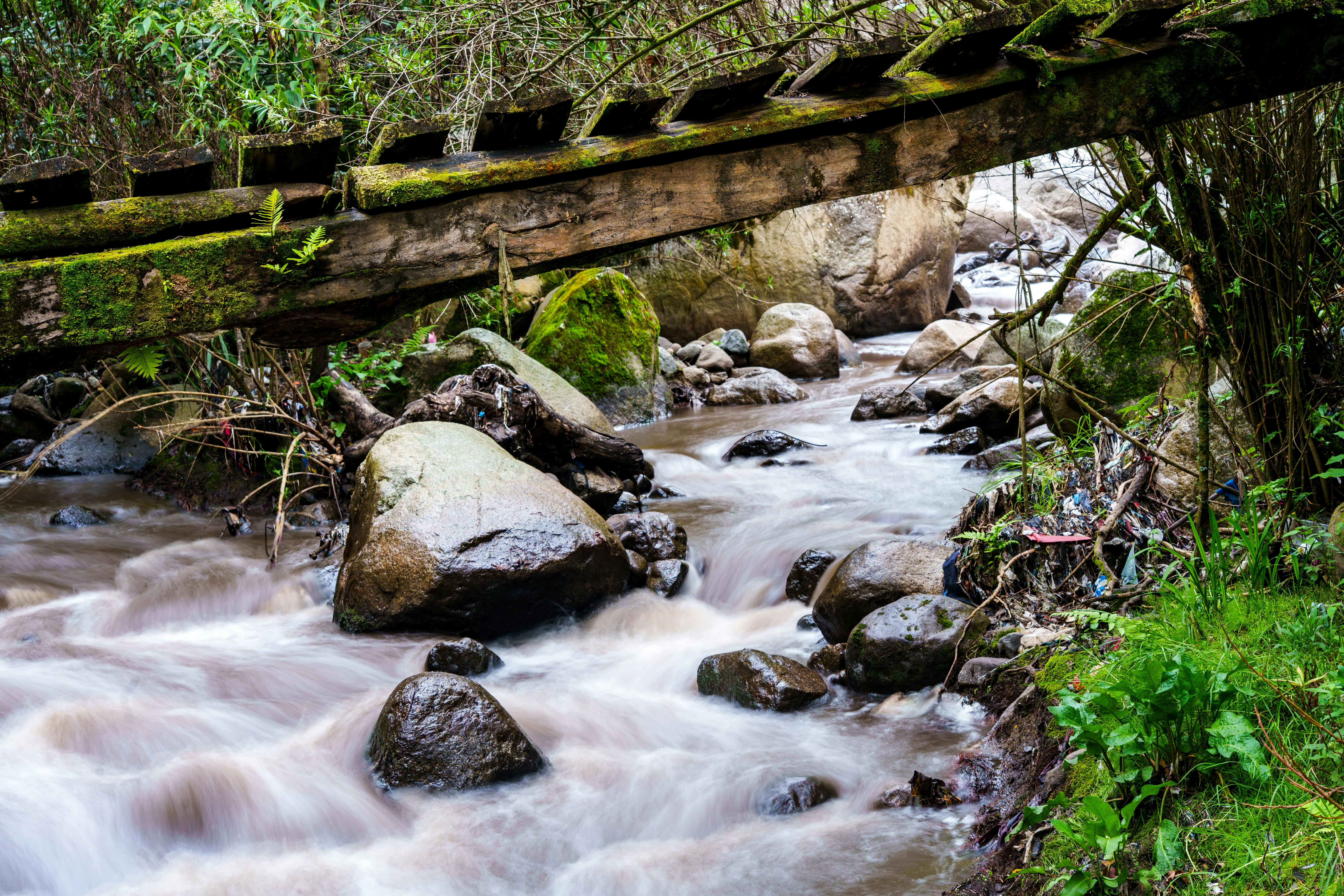 Understanding the Psychology Behind Woody and Mossy Scents