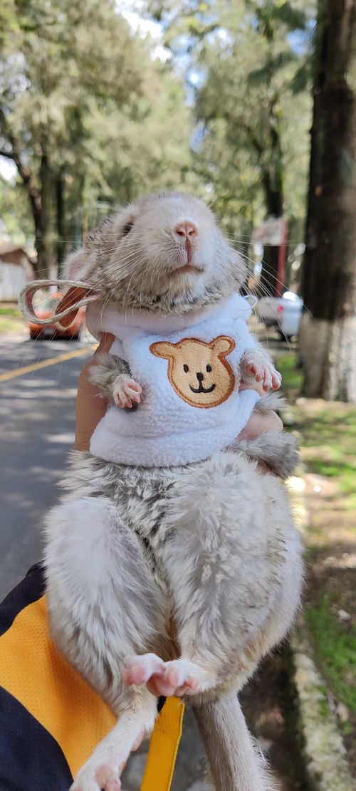 Free Chinchilla en Pátzcuaro Stock Photo