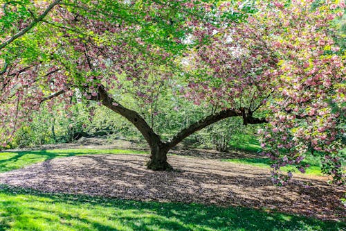 Photos gratuites de arbre, fleur de cerisier, jardin