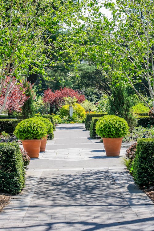 Free stock photo of garden, nature, path