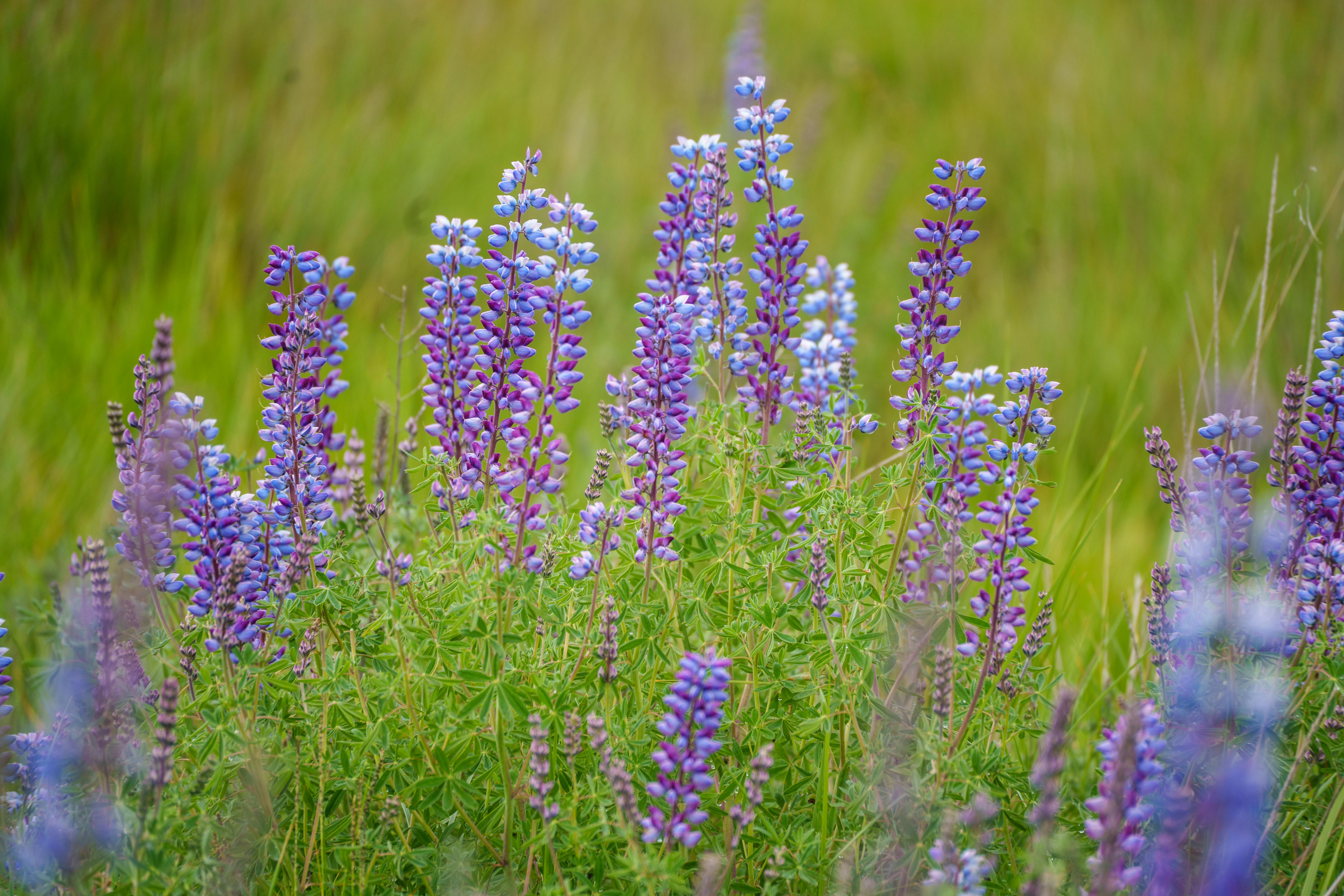 A field of vibrant purple lupine flowers blooming in a lush, green meadow during the day.