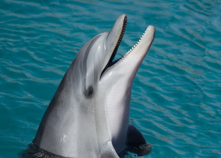 animal, dolphin, salt water