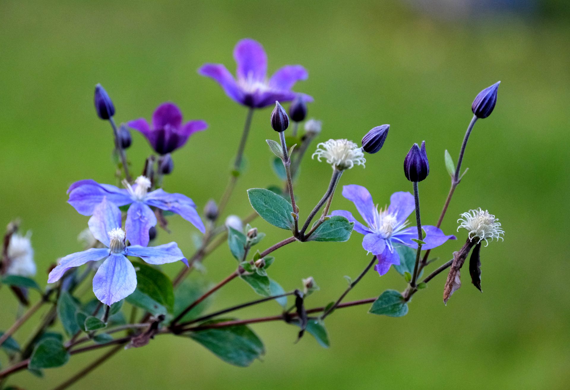 Close-up of purple and blue clematis flowers with buds against a blurred green background.