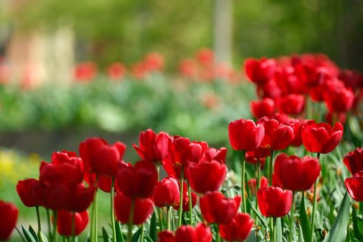 Vibrant red tulips blooming in a sunlit garden during springtime.