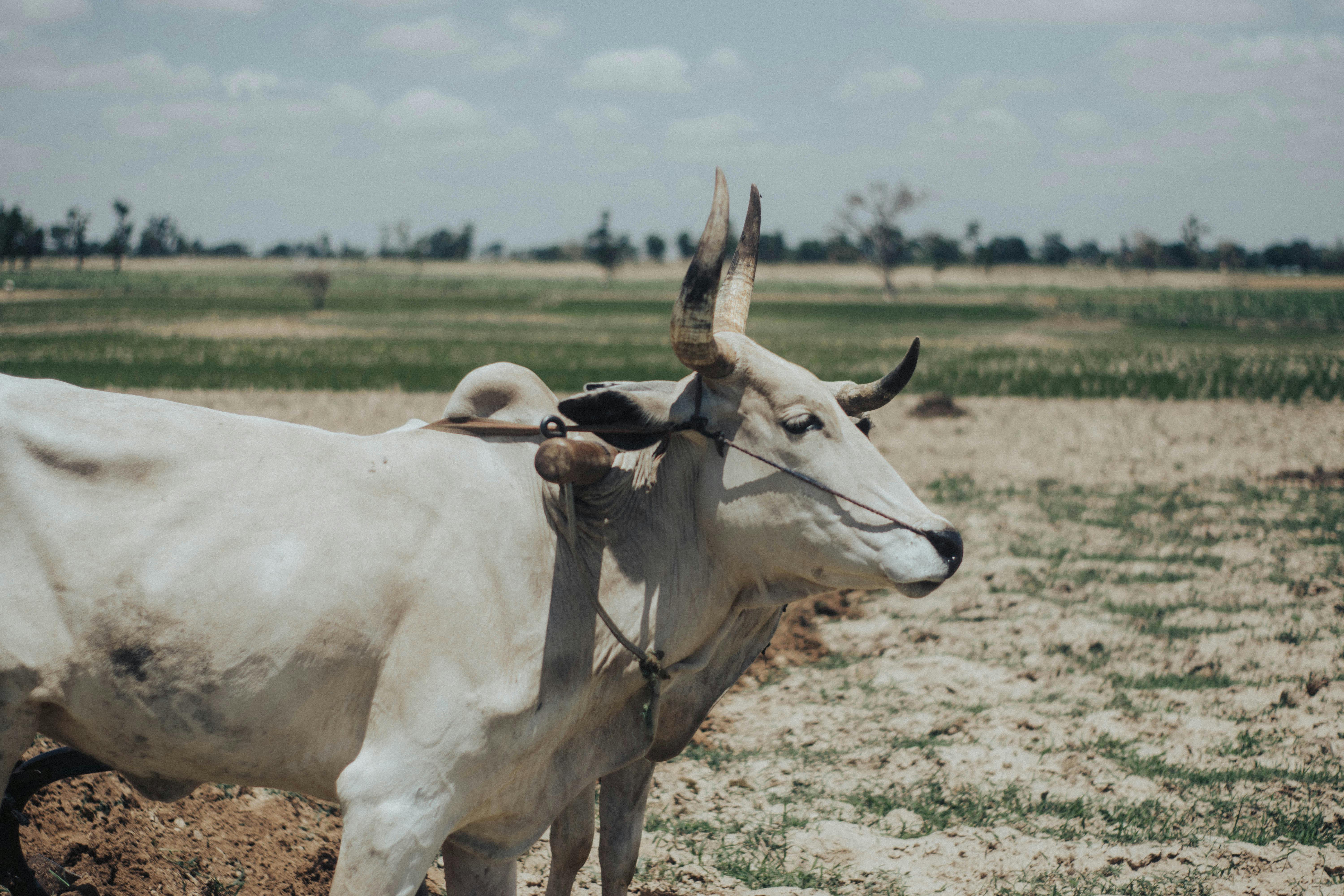 Middle East war increases threats faced by farmers in Sudan