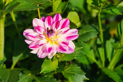 Free Close-up of a vibrant dahlia flower with pink and white petals in a lush garden setting, Geesthacht, Germany. Stock Photo