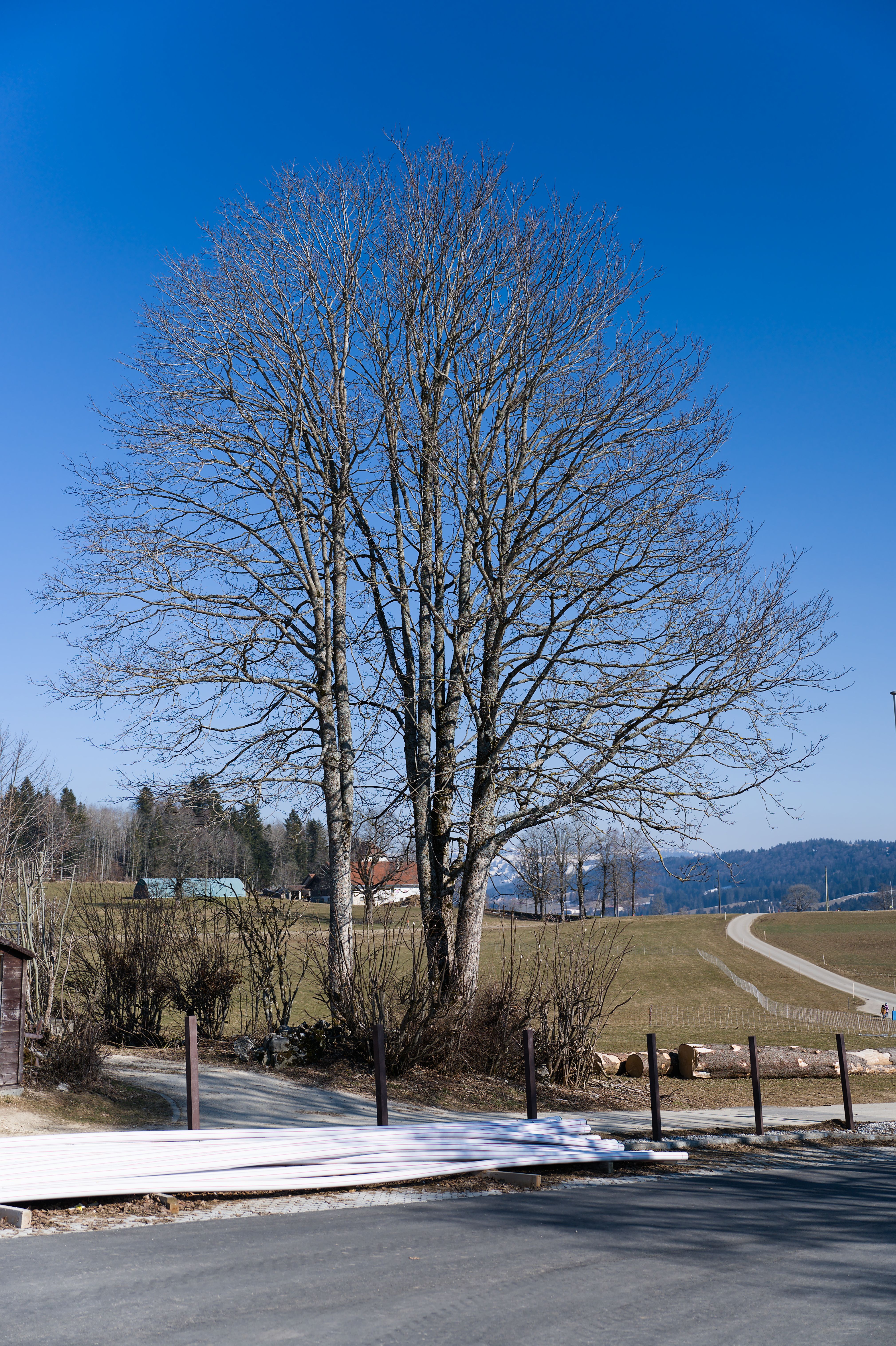 Winter Landscape with Bare Trees and Blue Sky · Free Stock Photo