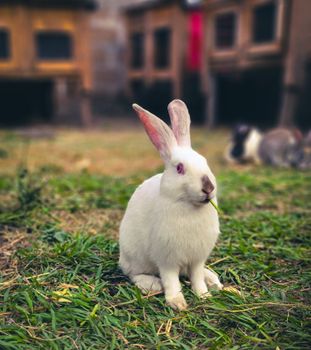 rabbit photo