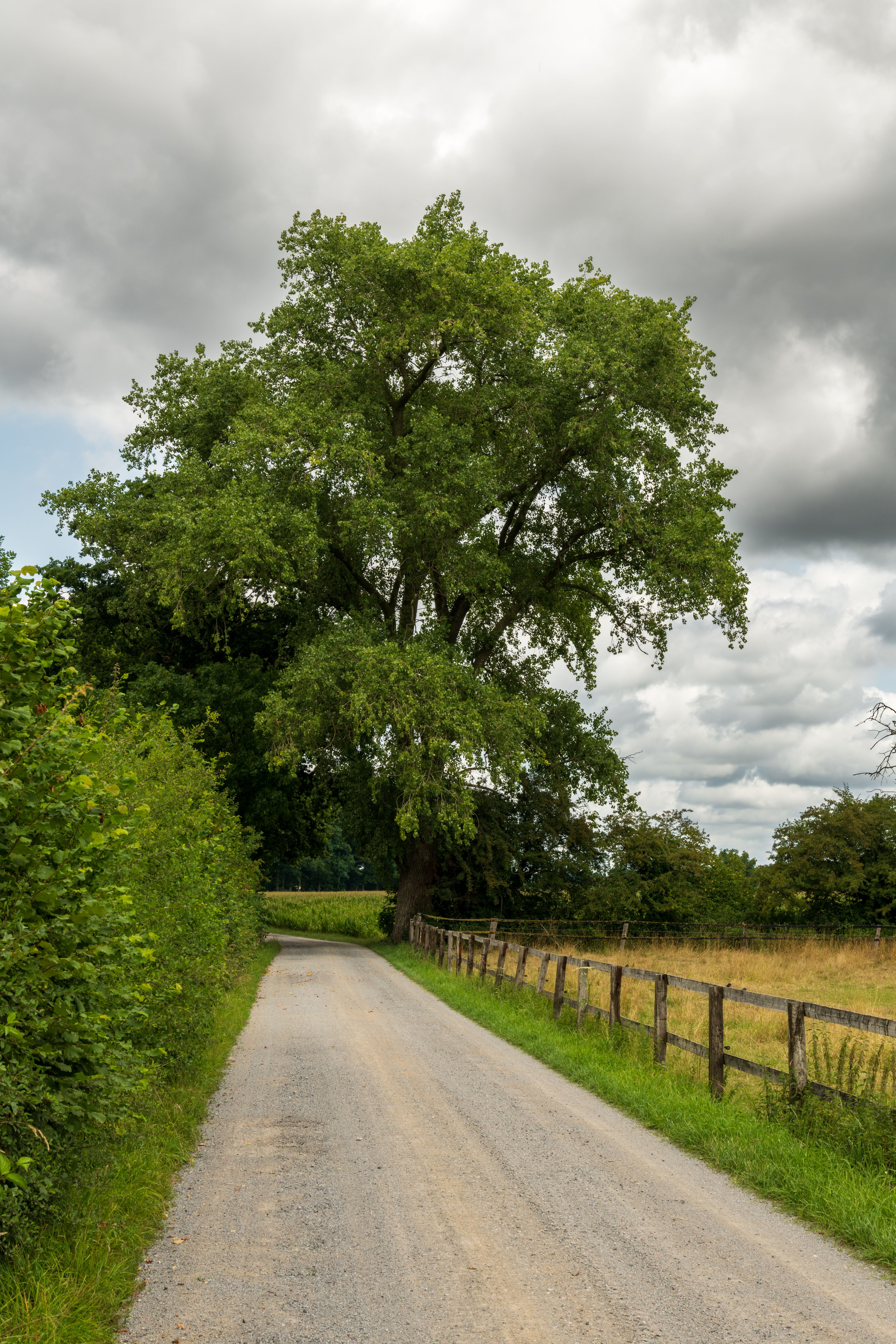 Serene Country Road with Towering Tree · Free Stock Photo