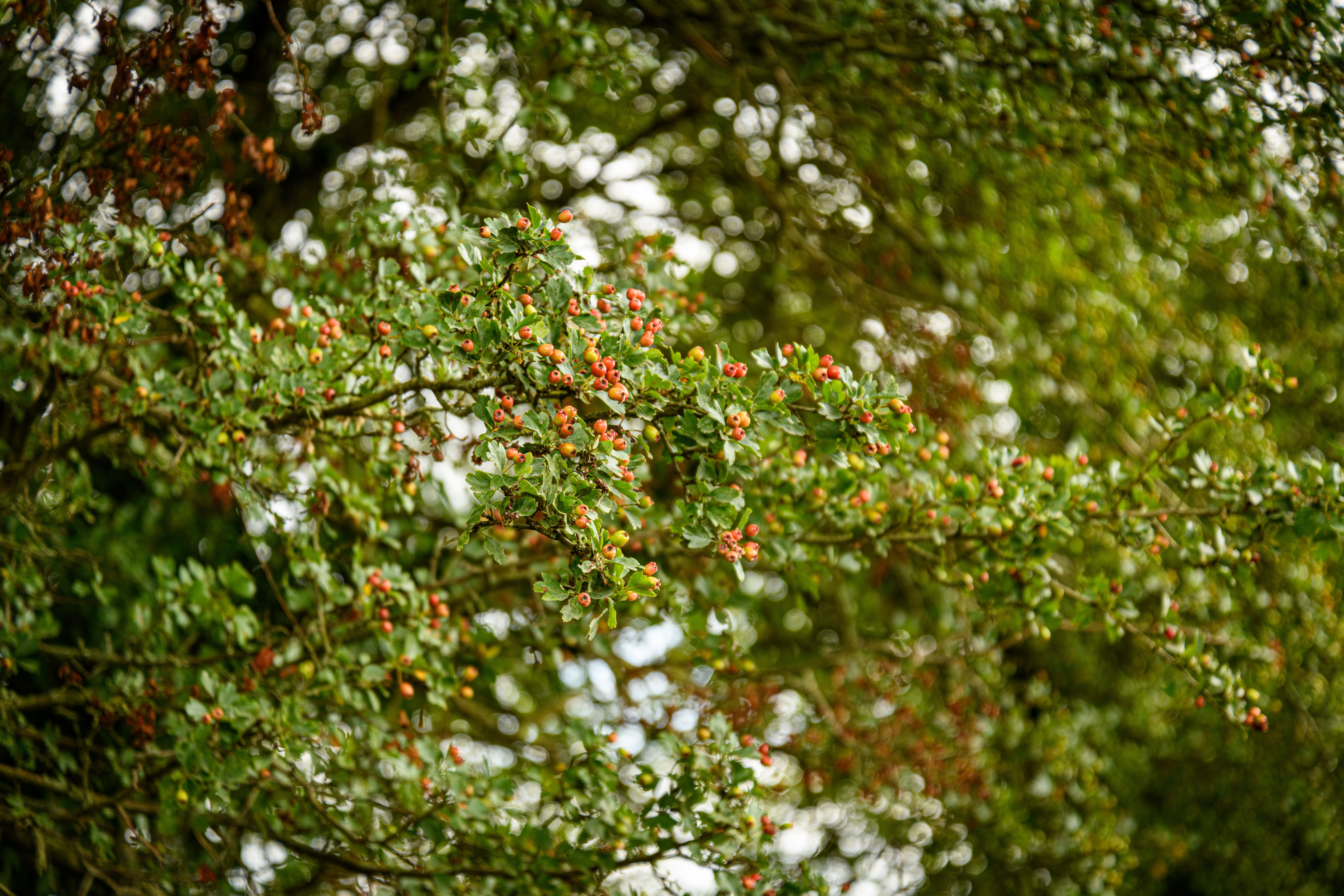 Vibrant Branches of Red Berry Tree in Summer · Free Stock Photo