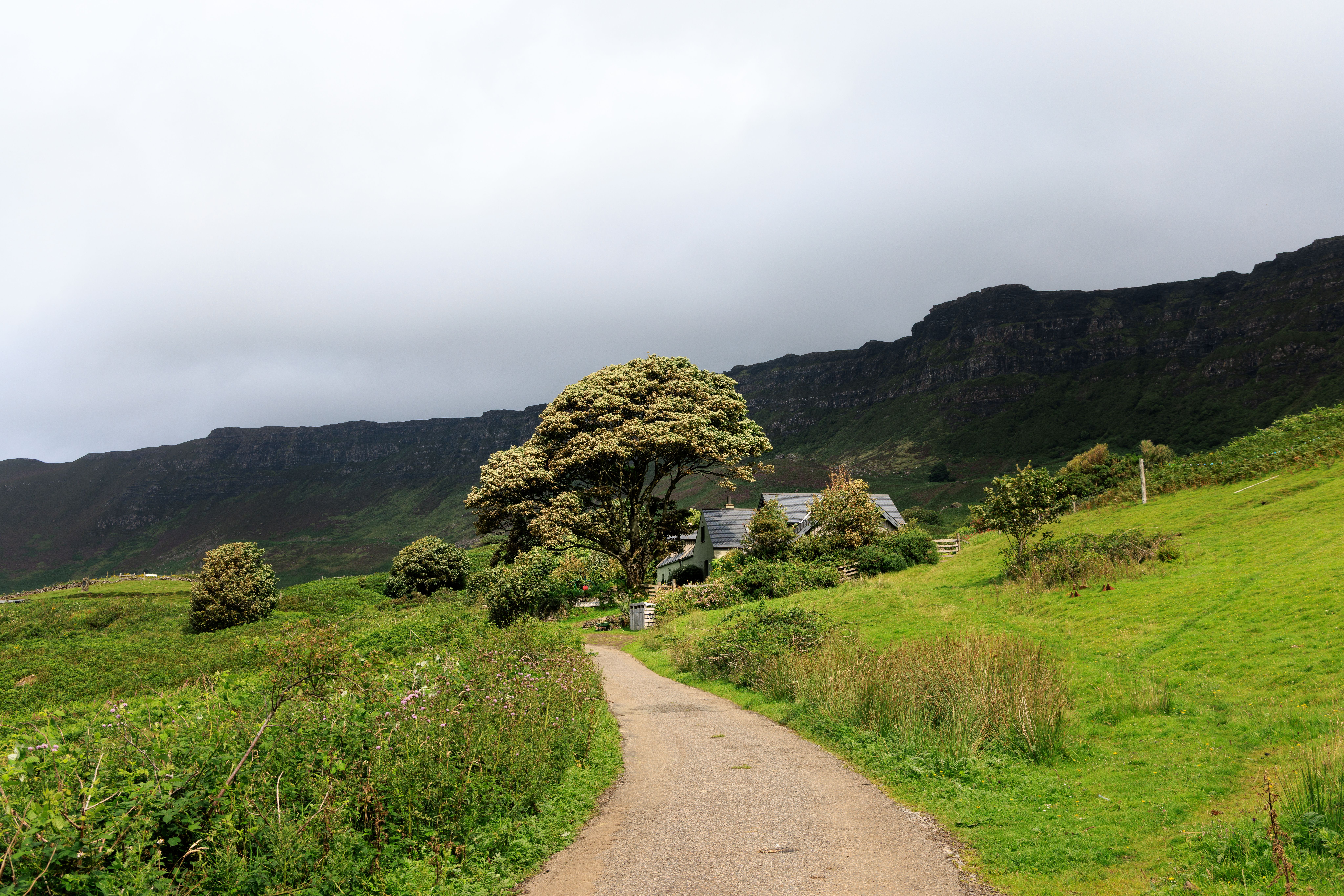 Scenic Rural Pathway with Lush Greenery · Free Stock Photo