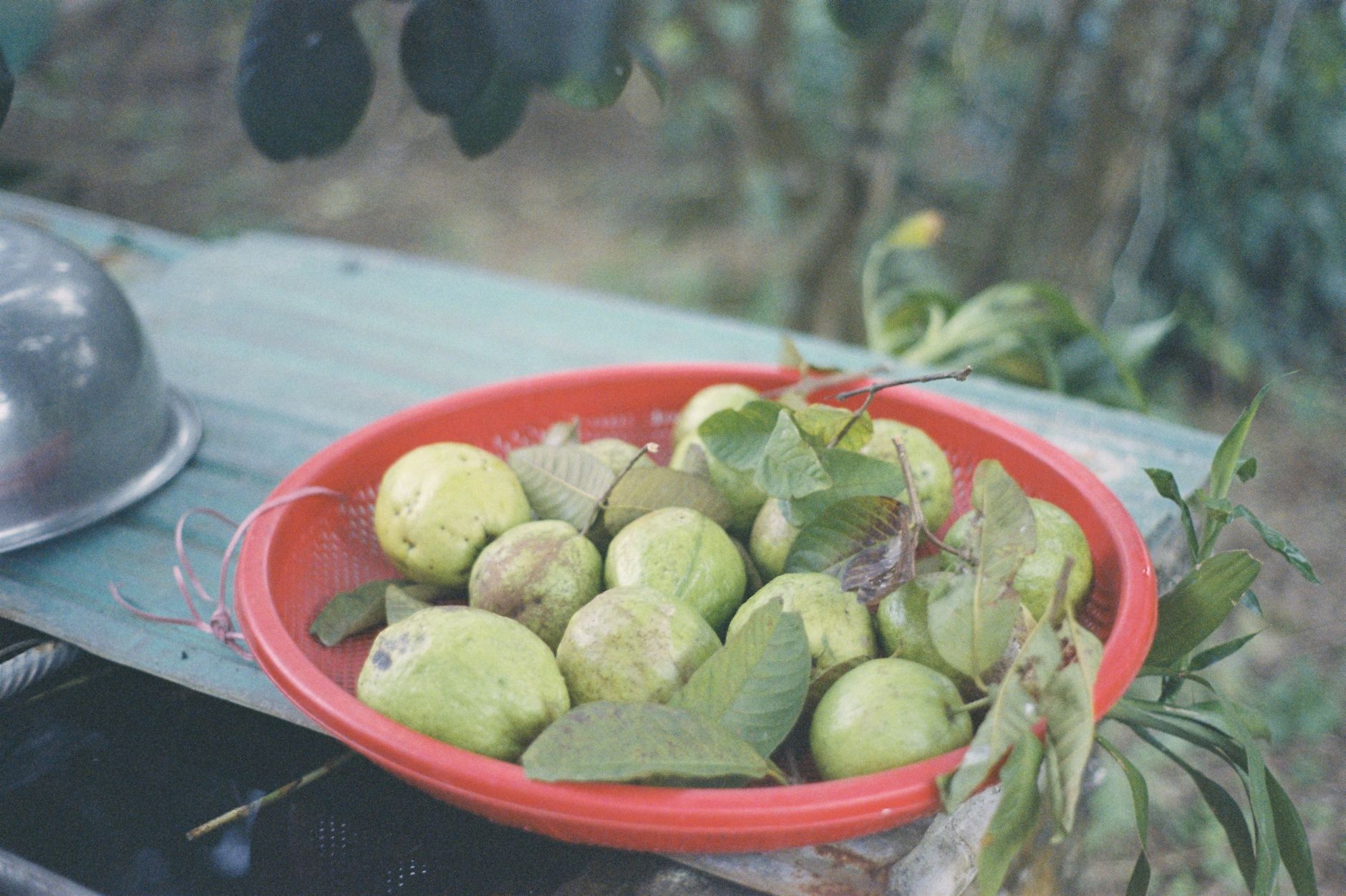 Kandungan Vitamin C dalam Jambu Biji Lebih Tinggi dari Jeruk