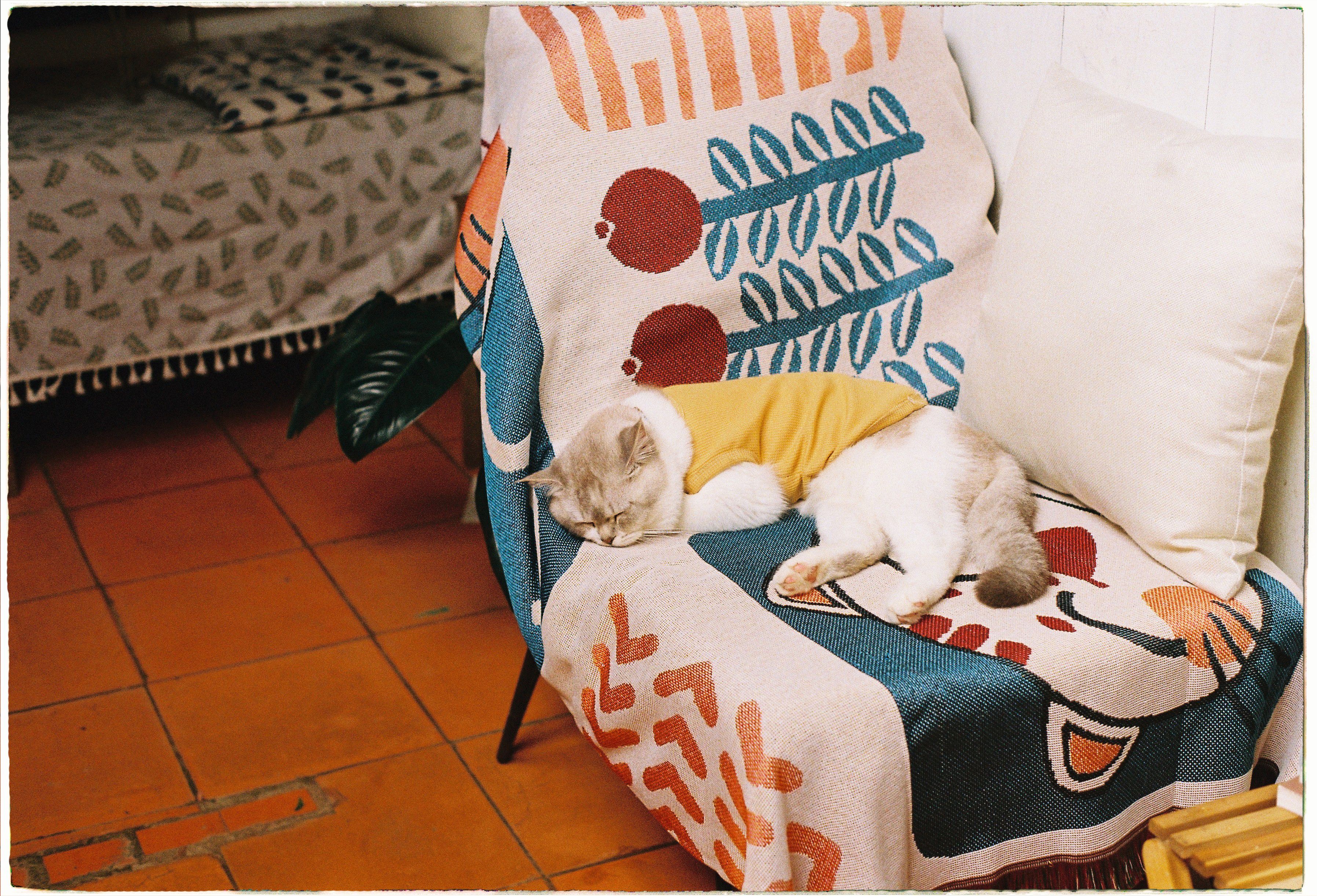 Licky Cat Photos, Download The BEST Free Licky Cat Stock Photos & HD Images