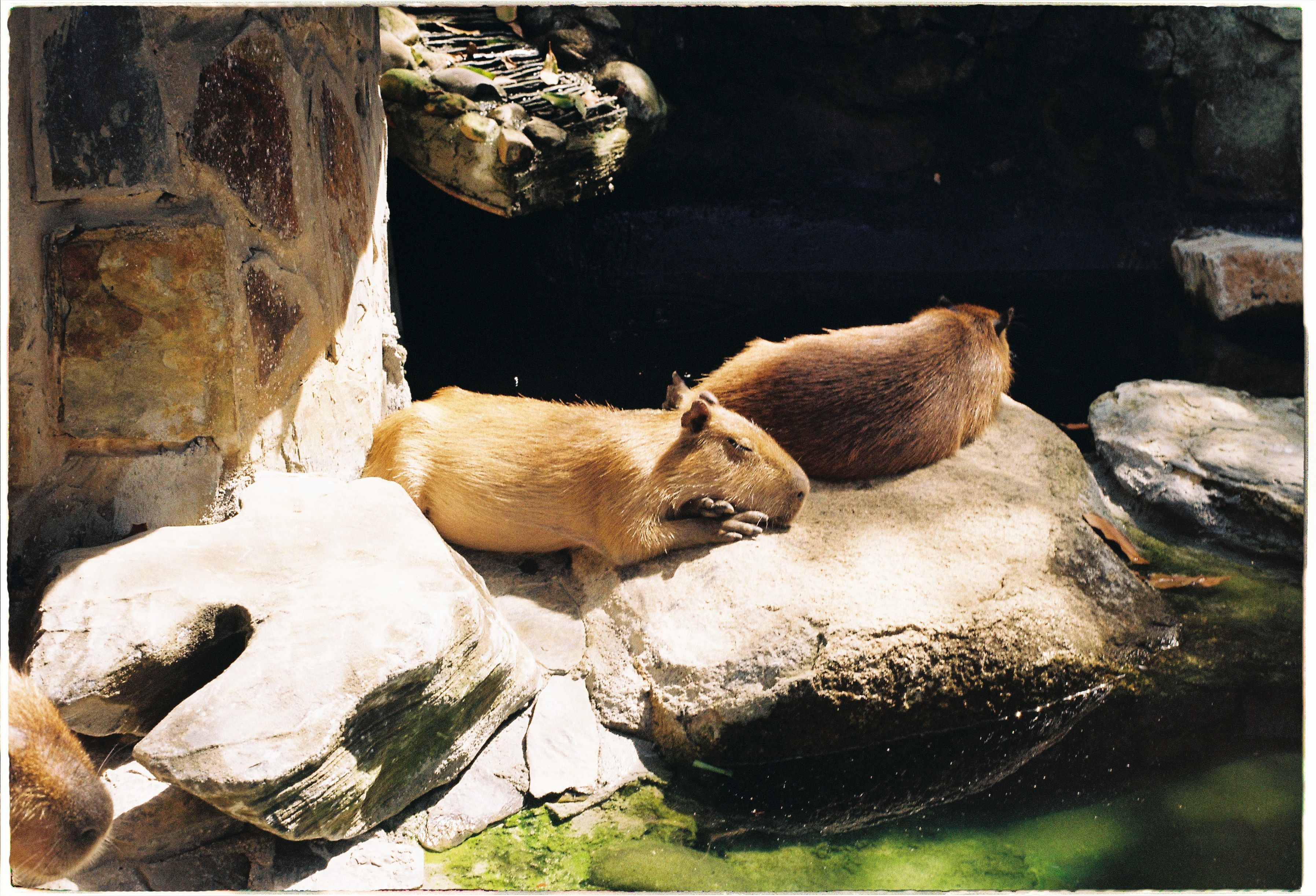 Capybaras Relaxing on Sunlit Rock by Pond · Free Stock Photo