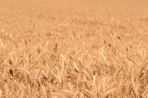 Free A vast golden wheat field ready for harvest under the summer sun, showcasing nature's abundance. Stock Photo