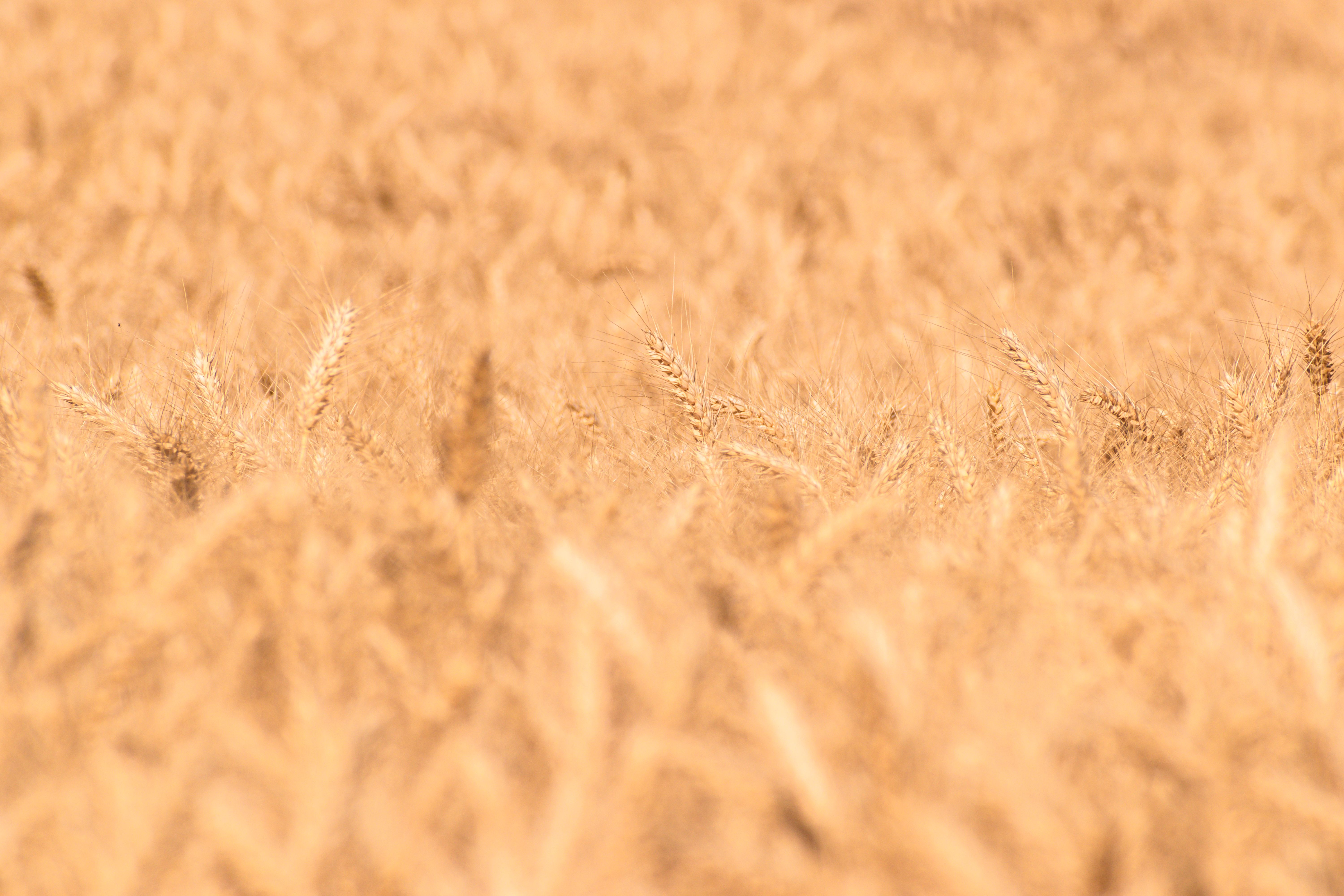 Golden wheat countryside