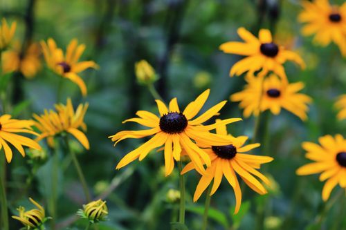 Free Bright yellow Black-Eyed Susans blooming in a lush outdoor garden setting. Stock Photo