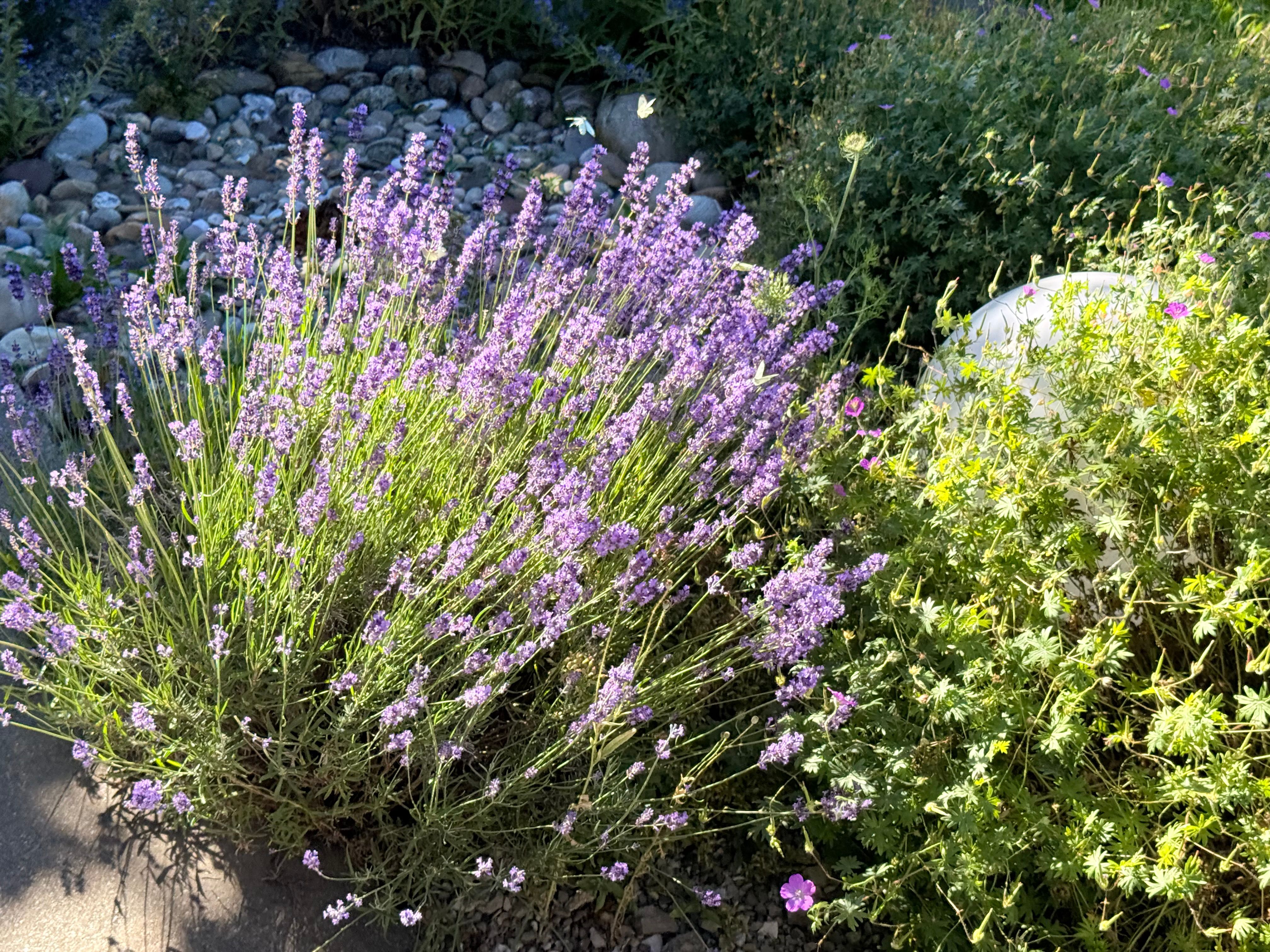 Plantes vivaces résistantes à la sécheresse pour le jardin 