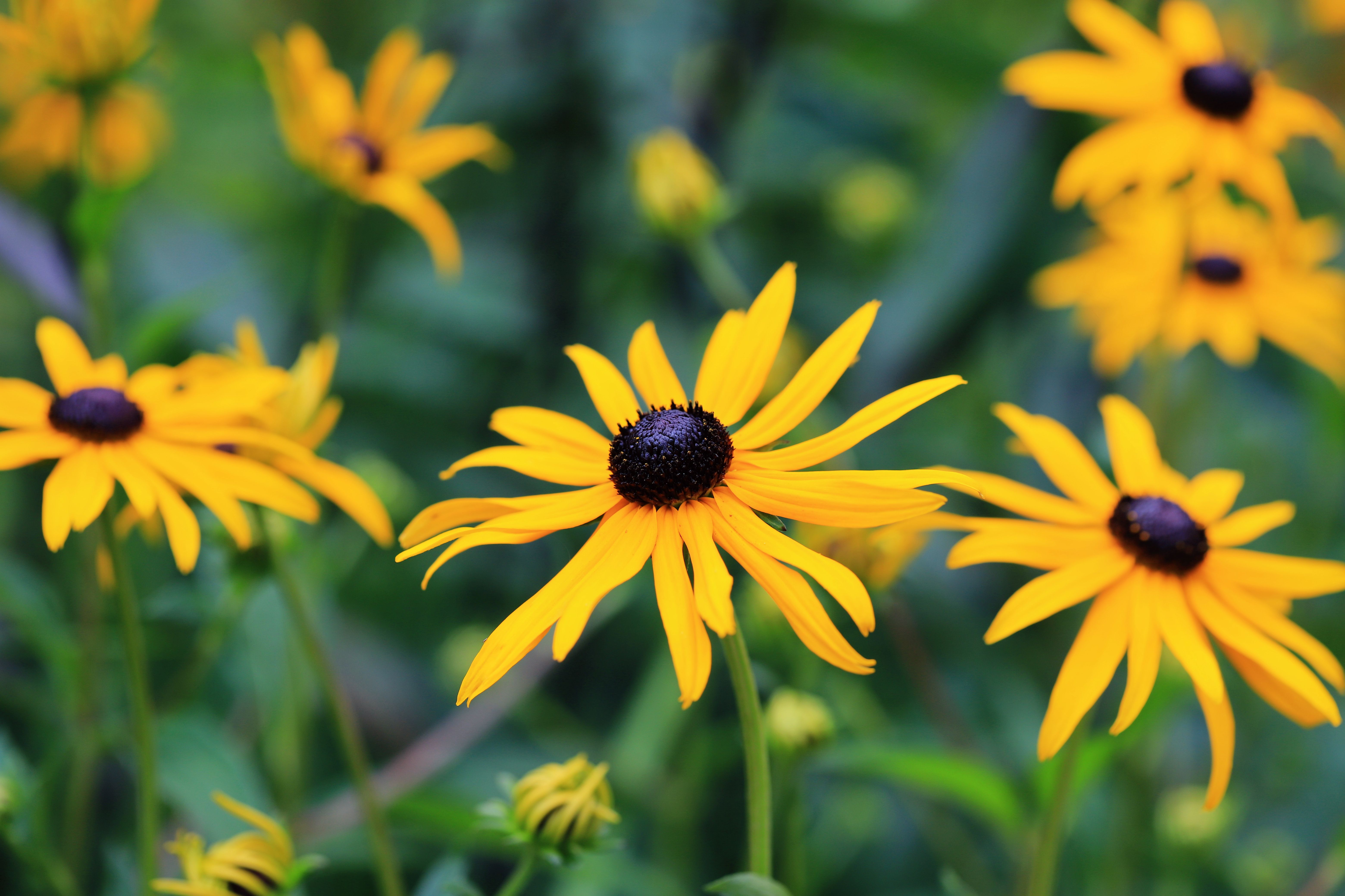 Vibrant Black-eyed Susans in Blooming Garden · Free Stock Photo