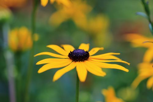 Free Close-up of a vibrant Black Eyed Susan flower in full bloom, showcasing its striking yellow petals. Stock Photo