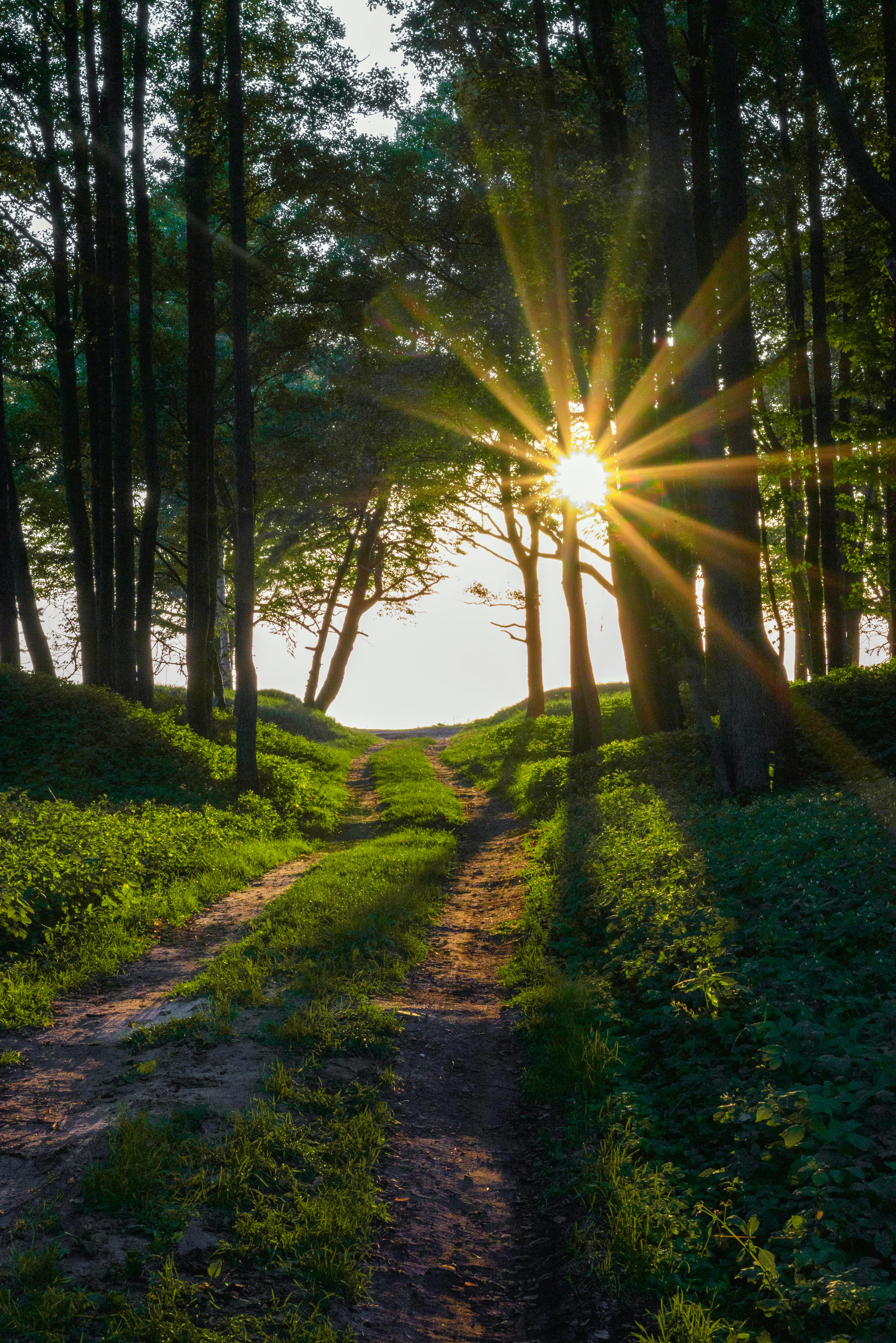A scenic forest path with sun rays breaking through trees, ideal for nature and travel themes.