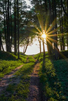 A scenic forest path with sun rays breaking through trees, ideal for nature and travel themes.