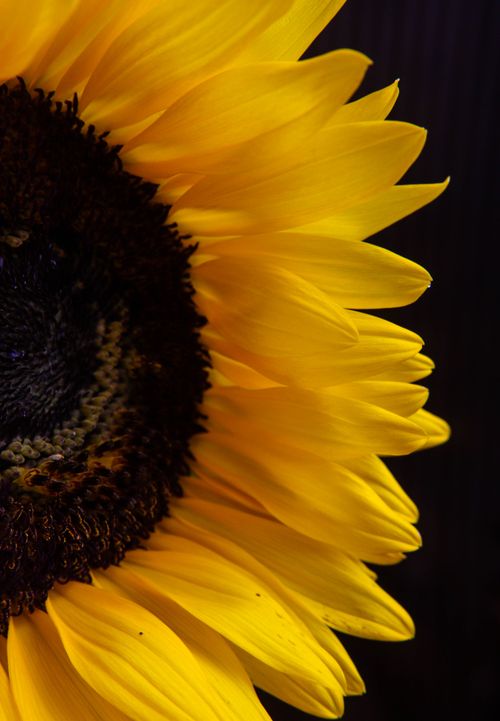 Free Vivid close-up of a sunflower highlighting its vibrant yellow petals against a dark background. Stock Photo