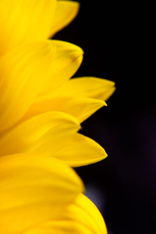 Free Close-up of bright yellow sunflower petals with dark contrasting background. Stock Photo