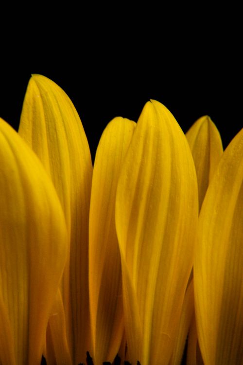 Free Macro shot of vivid yellow sunflower petals against black background, highlighting natural texture. Stock Photo