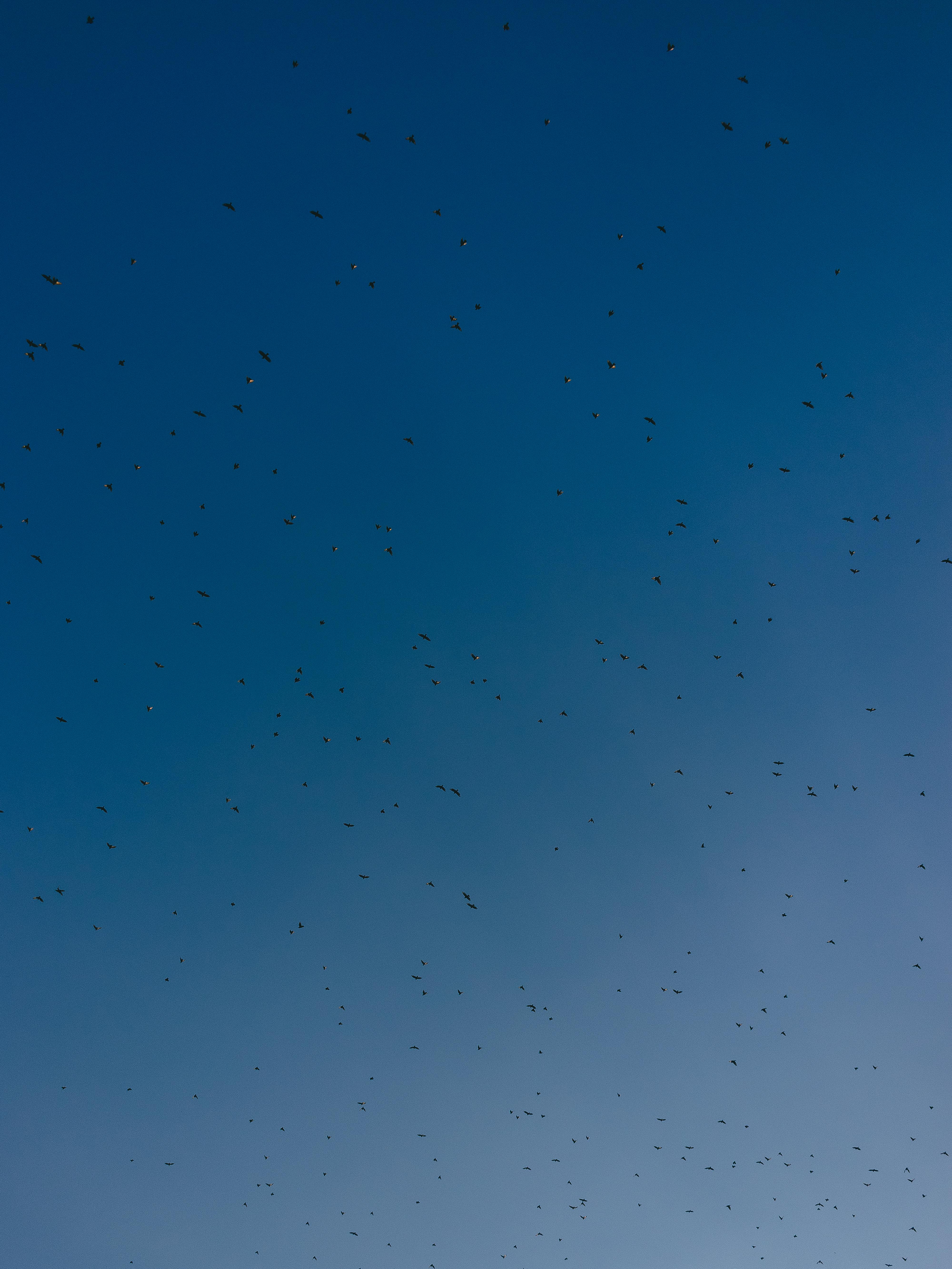 Gratis Un vasto stormo di uccelli vola contro un cielo azzurro e terso durante il giorno. Foto a disposizione