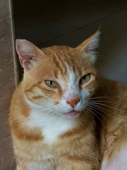 Free Portrait of a ginger tabby cat with green eyes lounging. Perfect for animal lovers and pet-themed content. Stock Photo