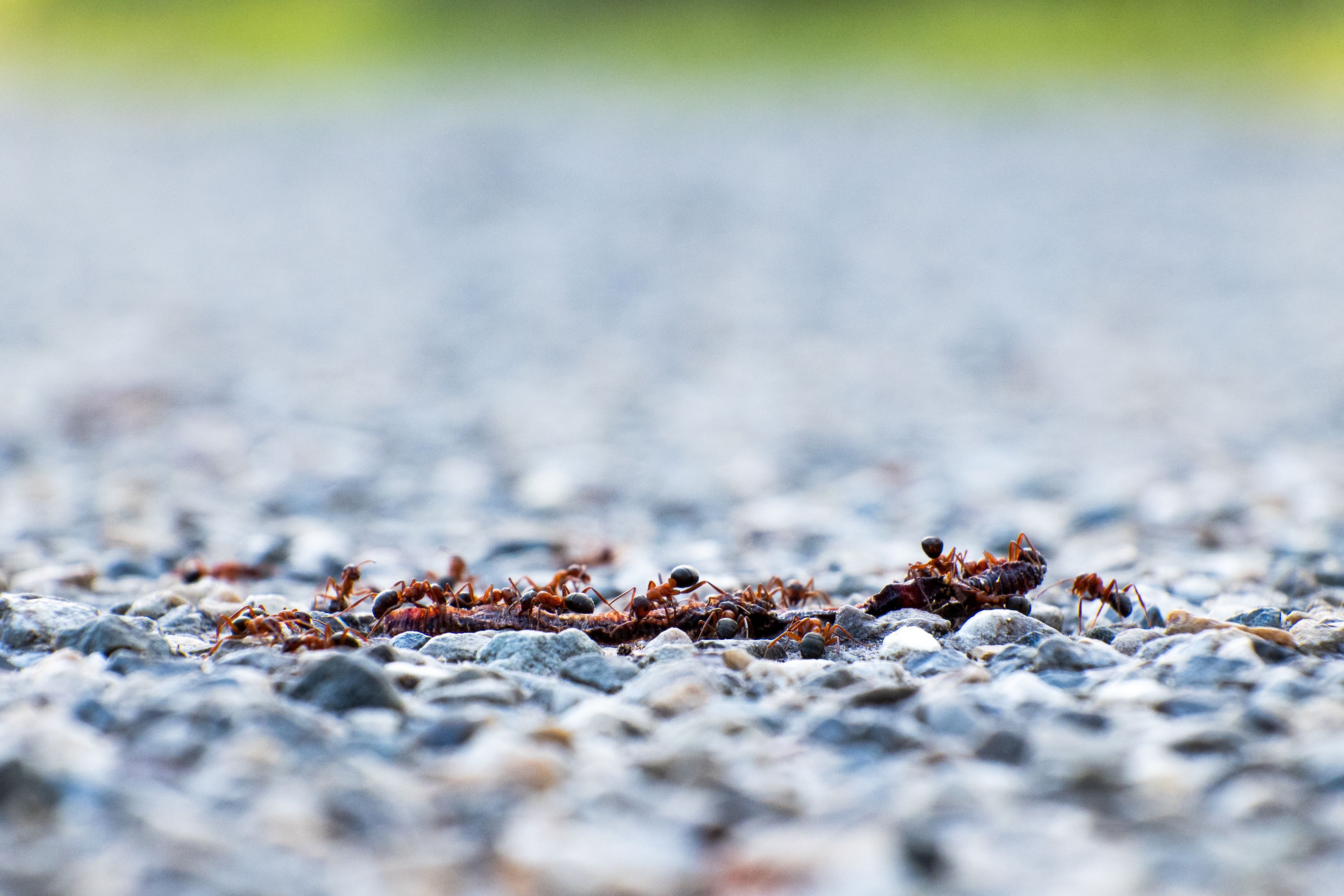 Close-up of ants on a gravel path in Ruinen, Netherlands, highlighting natural behavior.