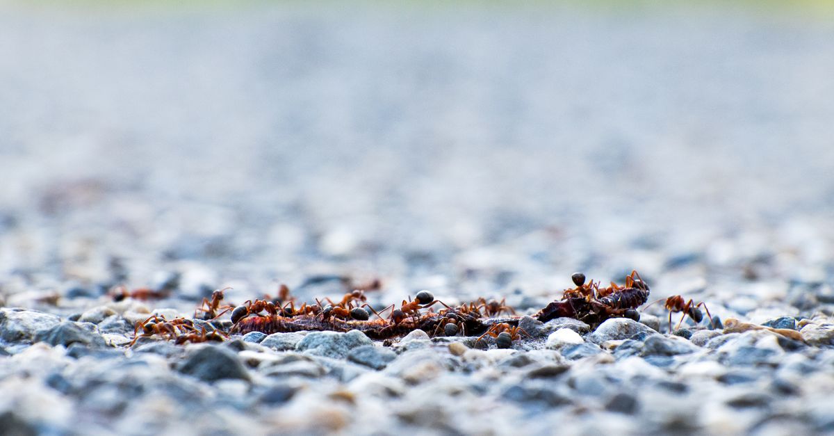 Small Ants Spend a Larger Share of Resting Energy on Brains, Phys.org Reports