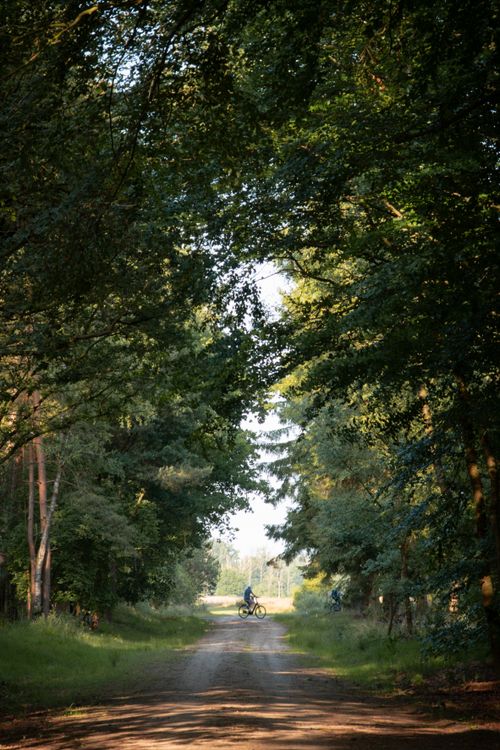 Free A cyclist enjoys a serene ride through the lush forest in Ruinen, Drenthe, Netherlands. Stock Photo