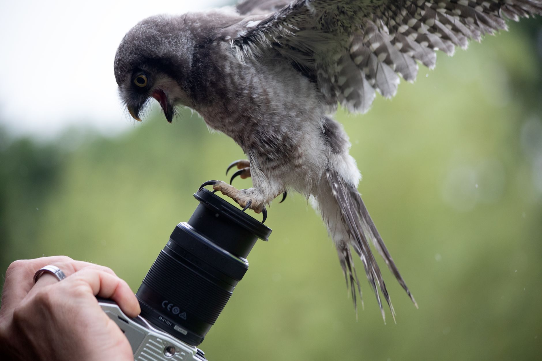 A curious owl perched on a camera lens, showcasing playful interaction with technology.