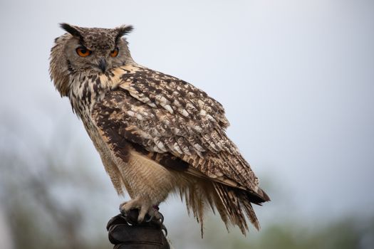 owl photo