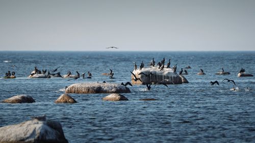 Free A flock of cormorants perched on coastal rocks in Lohusalu, Estonia. Stock Photo