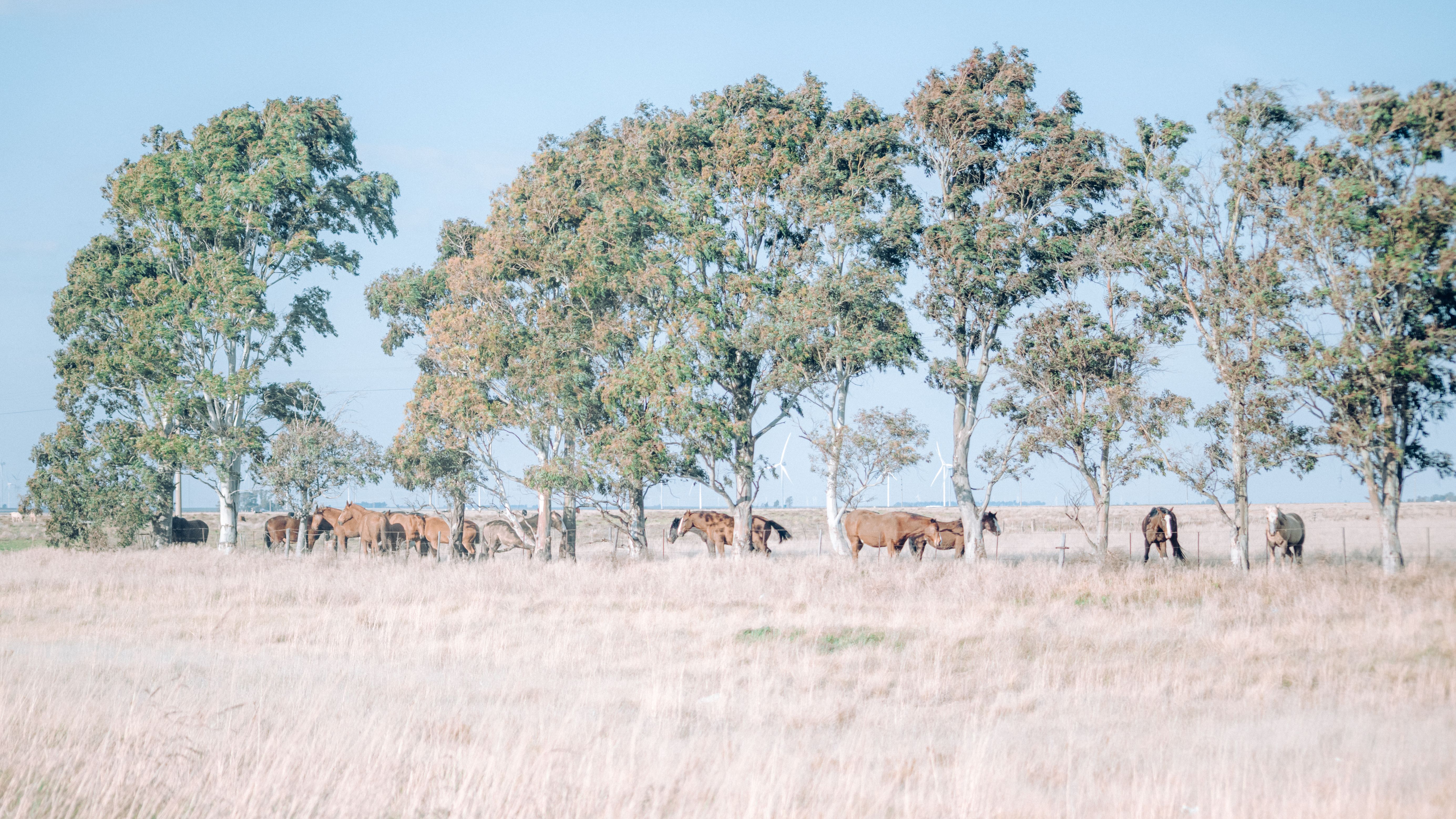 Horses Grazing in a Sunny Pasture with Trees · Free Stock Photo